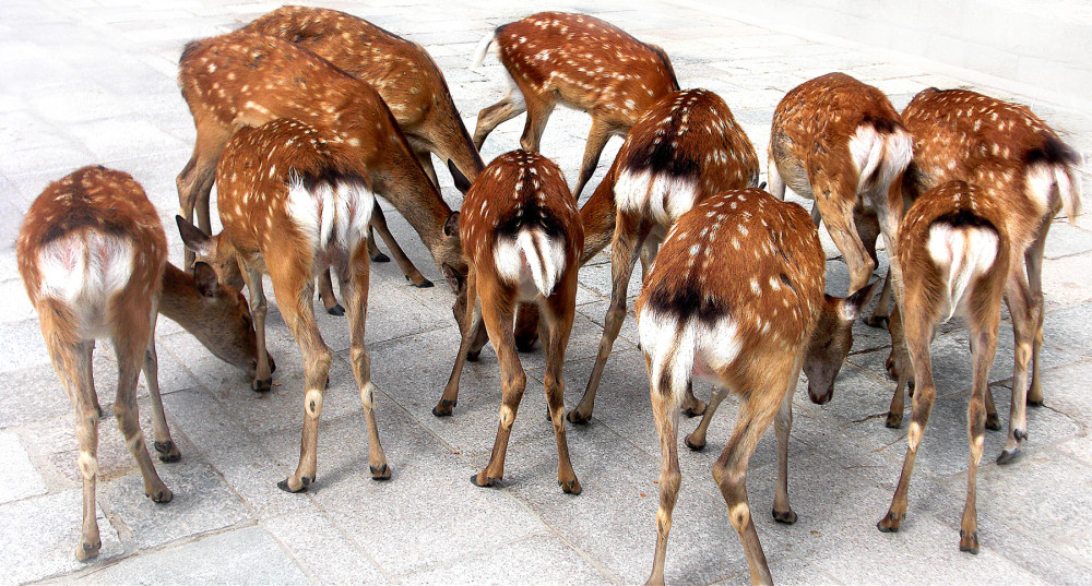Nara deer x