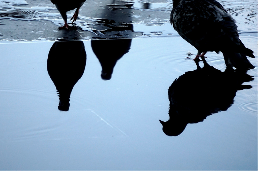 pigeon reflections x