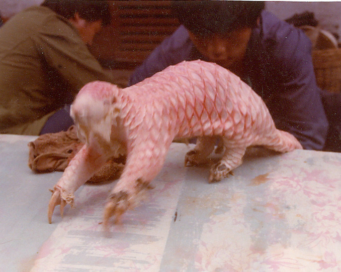 still alive armadillo with its scales ripped off at exotic animal market